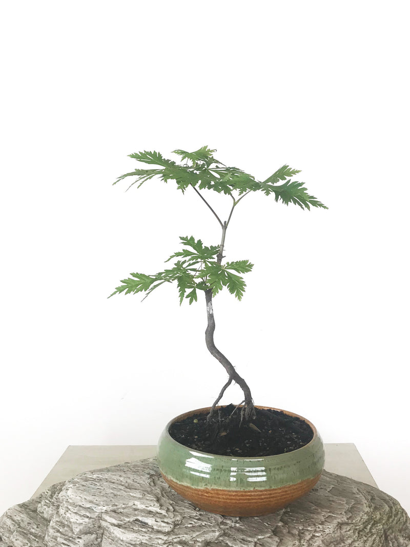 JAPANESE MAPLE (MP1808045) - MiniGardens NZ