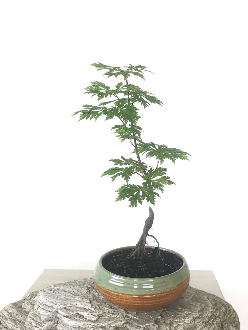 JAPANESE MAPLE (MP1808046) - MiniGardens NZ