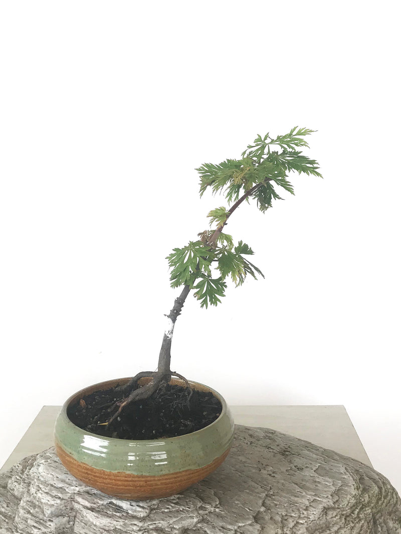 JAPANESE MAPLE (MP1808048) - MiniGardens NZ