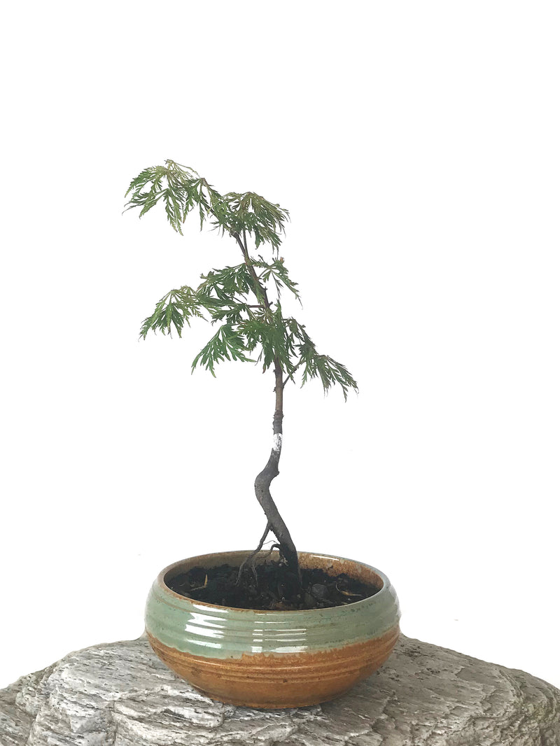 JAPANESE MAPLE (MP1808049) - MiniGardens NZ