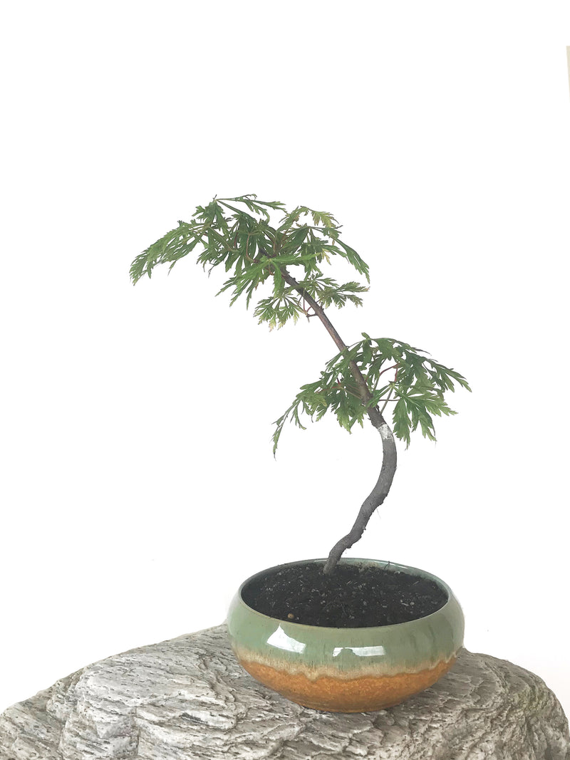 JAPANESE MAPLE (MP1808050) - MiniGardens NZ