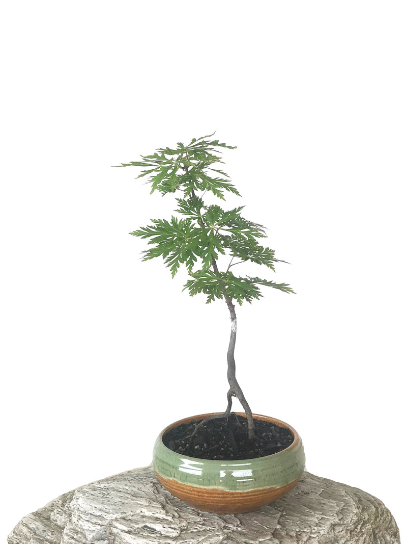 JAPANESE MAPLE (MP1808051) - MiniGardens NZ