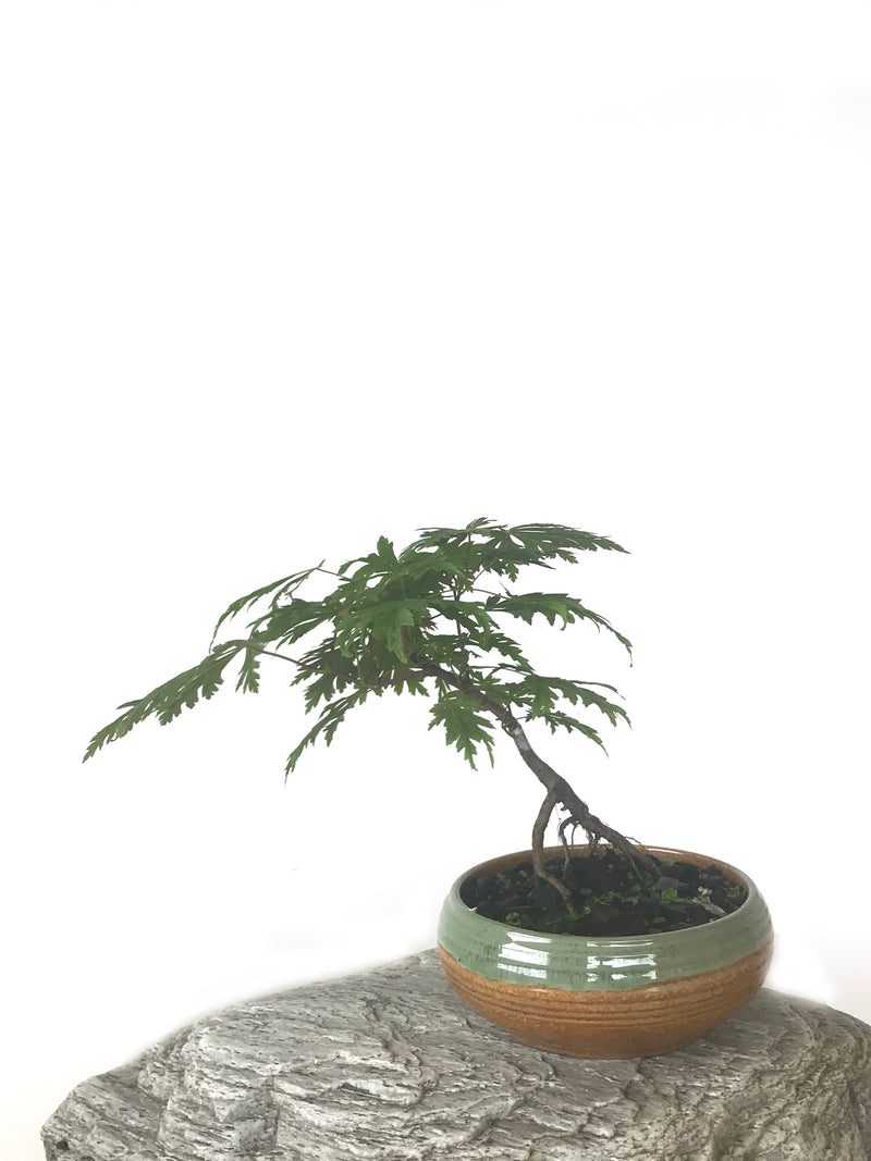 JAPANESE MAPLE (MP1808052) - MiniGardens NZ