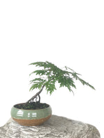 JAPANESE MAPLE (MP1808052) - MiniGardens NZ