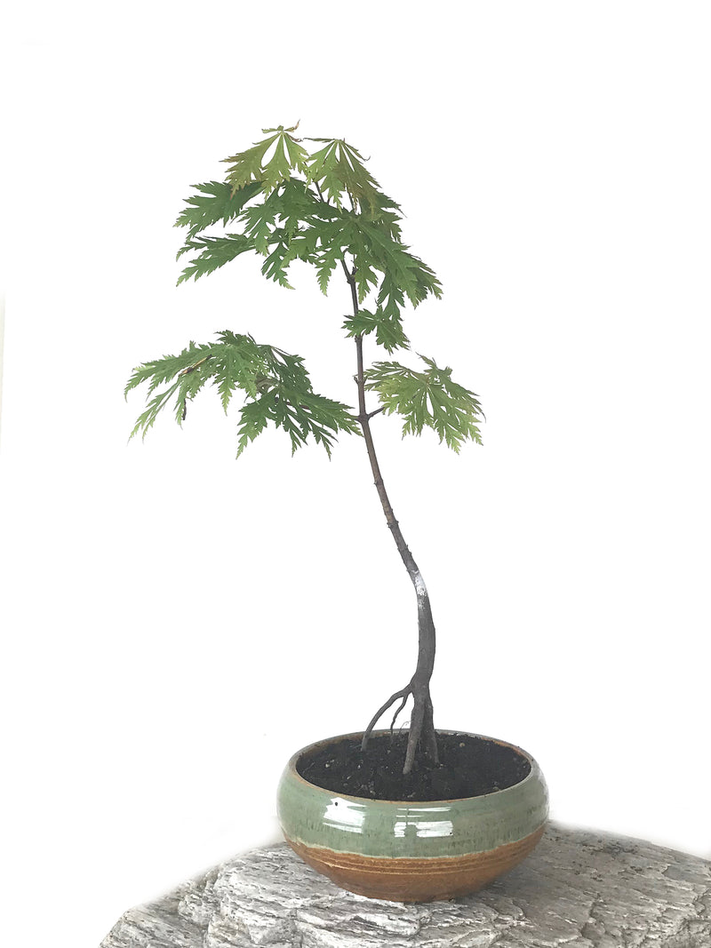 JAPANESE MAPLE (MP1808053) - MiniGardens NZ