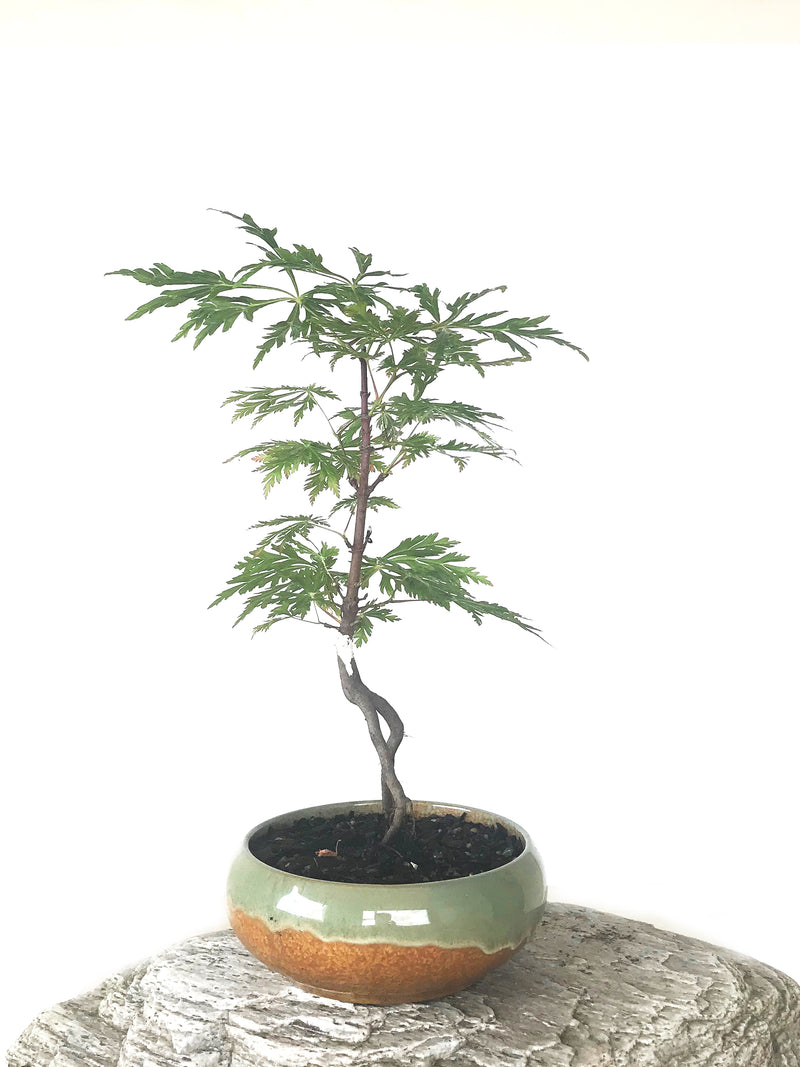 JAPANESE MAPLE (MP1808054) - MiniGardens NZ