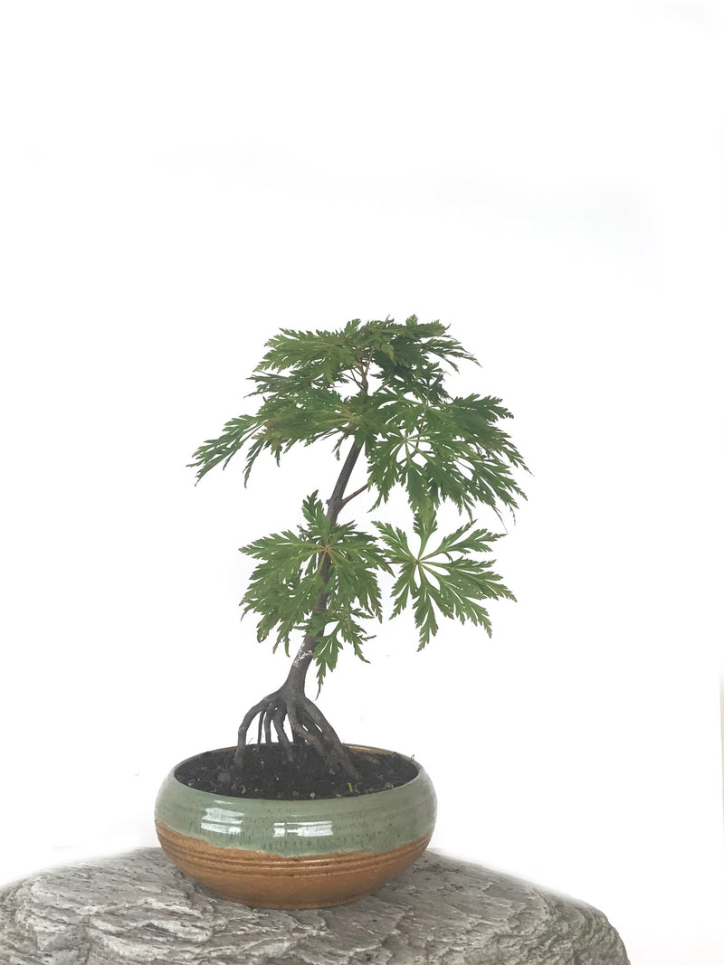 JAPANESE MAPLE (MP1808058) - MiniGardens NZ