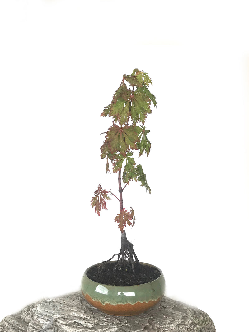 JAPANESE MAPLE (MP1808059) - MiniGardens NZ