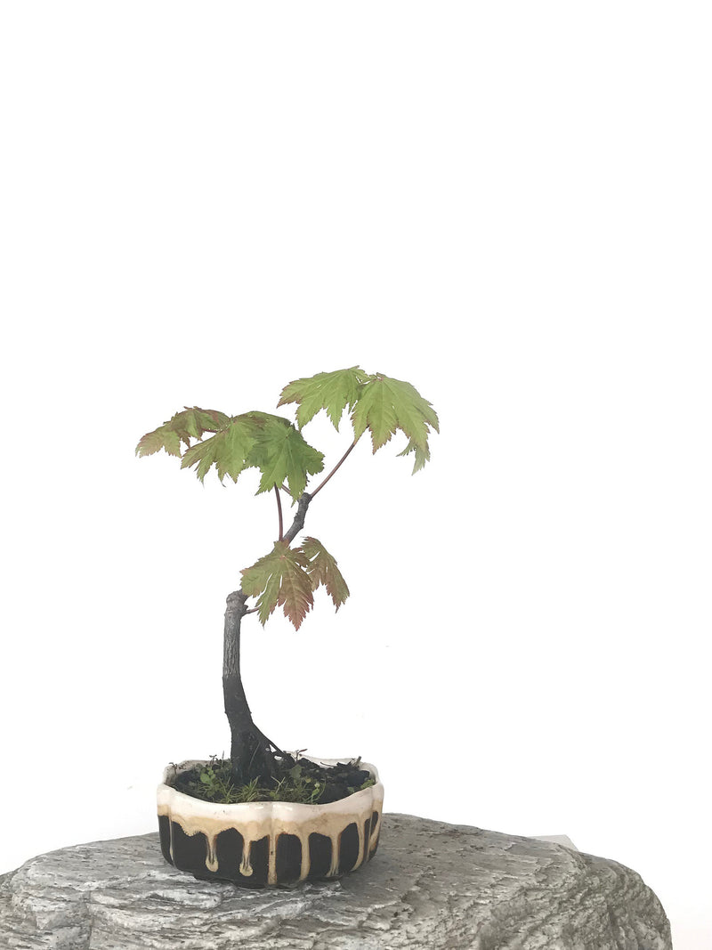 JAPANESE MAPLE (MP1808061) - MiniGardens NZ