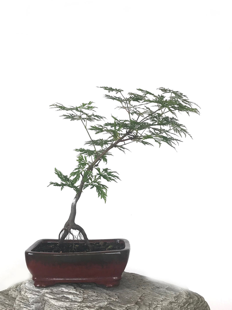 JAPANESE MAPLE (MP1808063) - MiniGardens NZ