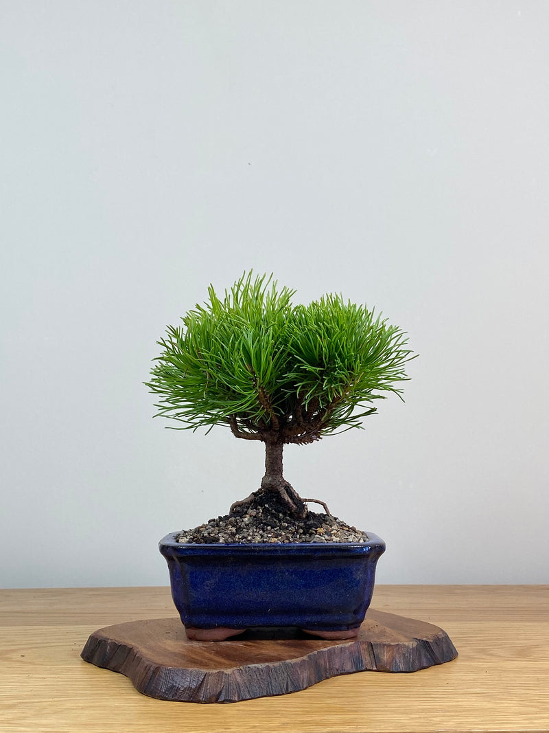 MUGO PINE (MP2103001)