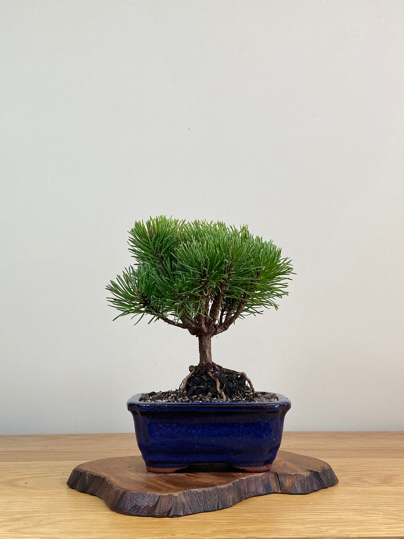 MUGO PINE (MP2103002)