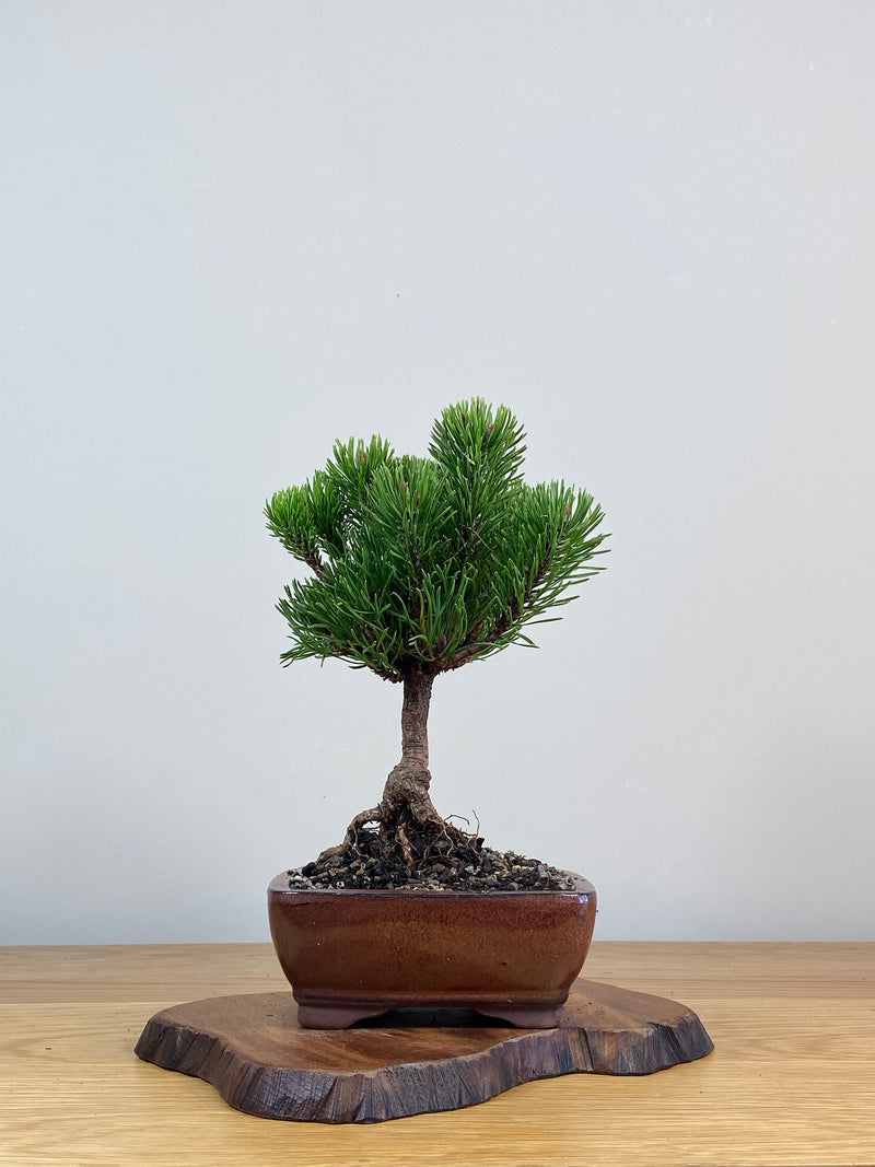 MUGO PINE (MP2103003)