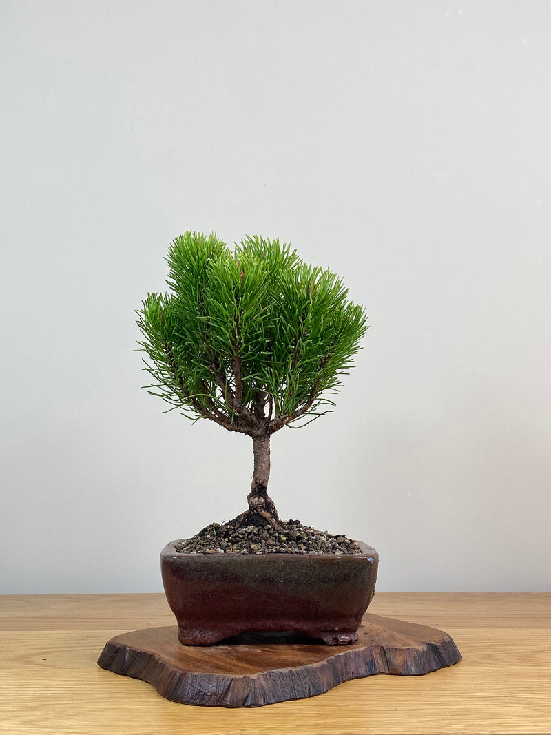 MUGO PINE (MP2103004)