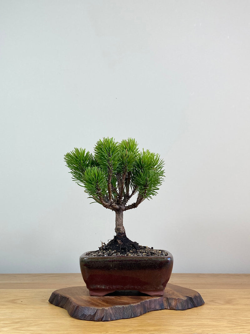 MUGO PINE (MP2103005)
