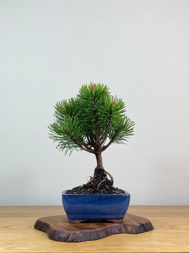 MUGO PINE (MP2103006)