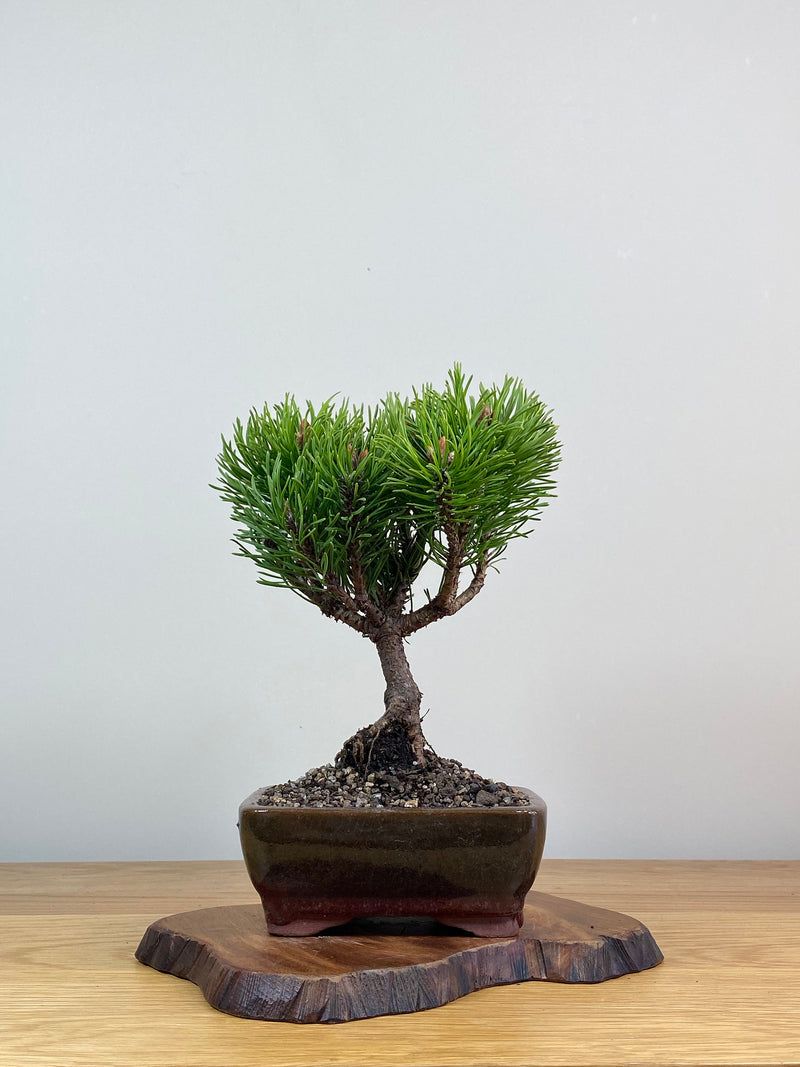 MUGO PINE (MP2103008)
