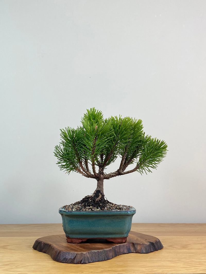 MUGO PINE (MP2103009)