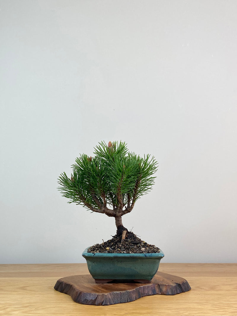 MUGO PINE (MP2103010)