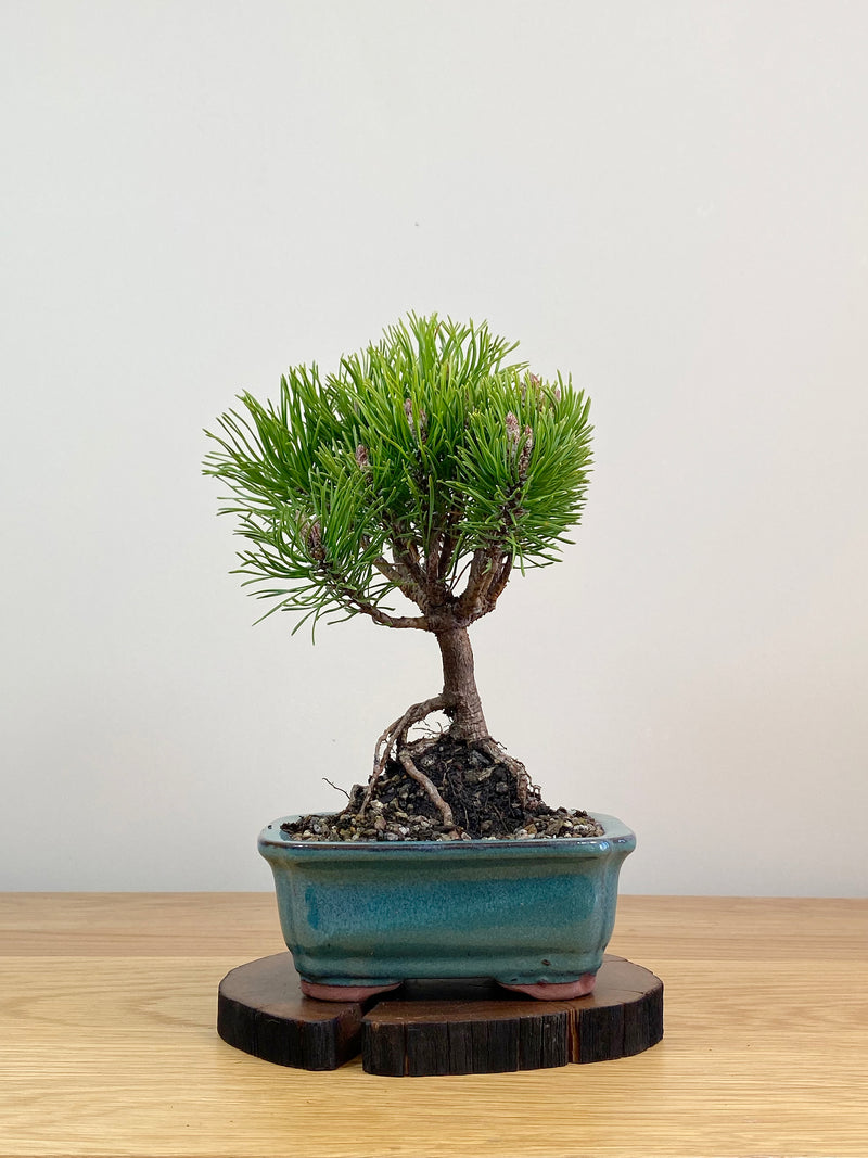 MUGO PINE (MP2103020)