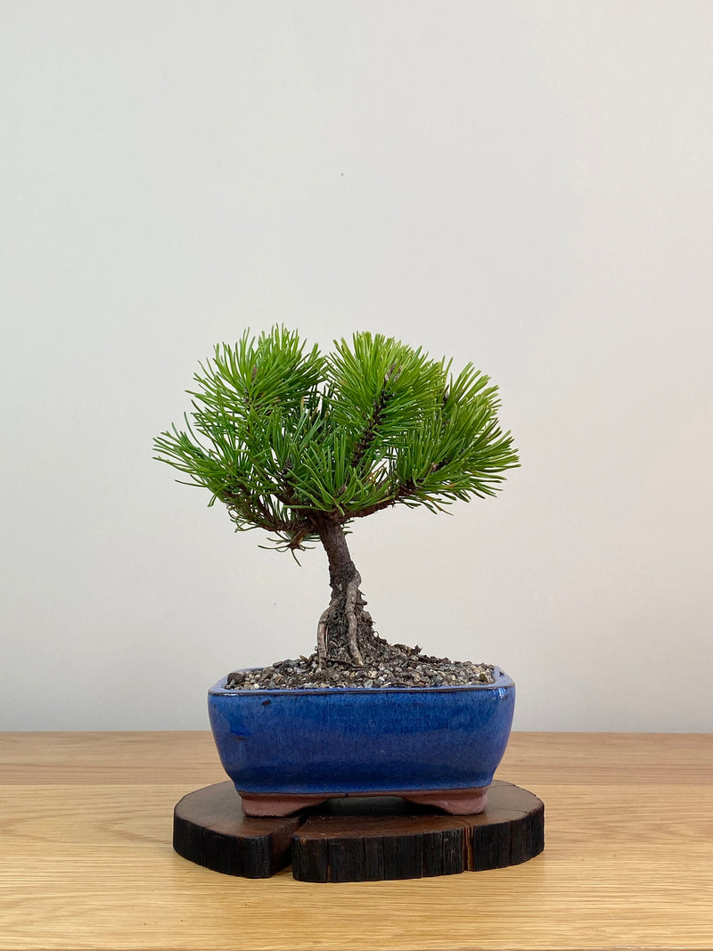 MUGO PINE (MP2103021)