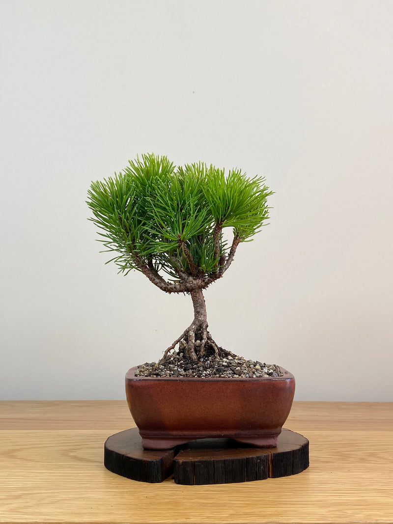 MUGO PINE (MP2103022)