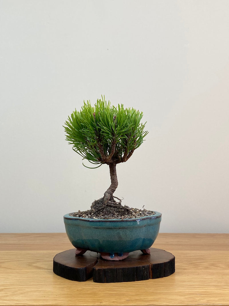 MUGO PINE (MP2103023)