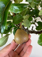 BROWN NASHI PEAR (TWIN TRUNK)