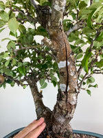 BROWN NASHI PEAR (TWIN TRUNK)