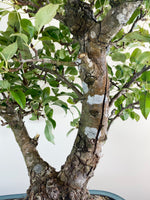 BROWN NASHI PEAR (TWIN TRUNK)