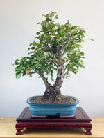 BROWN NASHI PEAR (TWIN TRUNK)