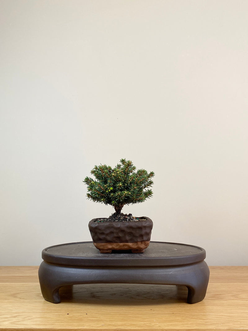 NORWAY SPRUCE (NS08001)