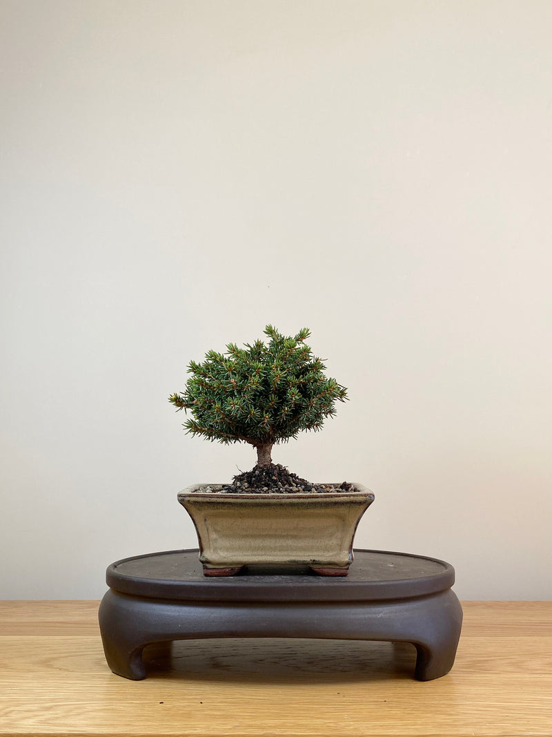 NORWAY SPRUCE (NS08002)