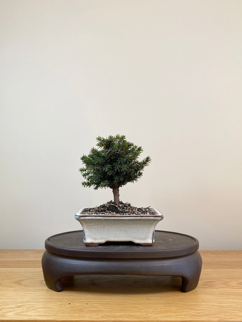 NORWAY SPRUCE (NS08003)