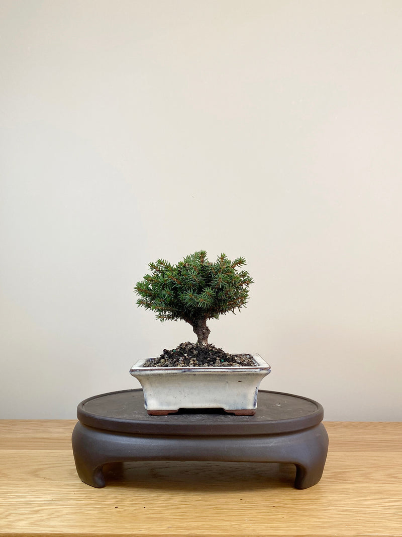 NORWAY SPRUCE (NS08004)