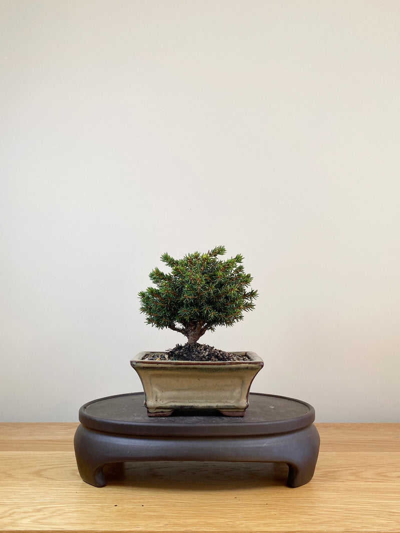 NORWAY SPRUCE (NS08005)