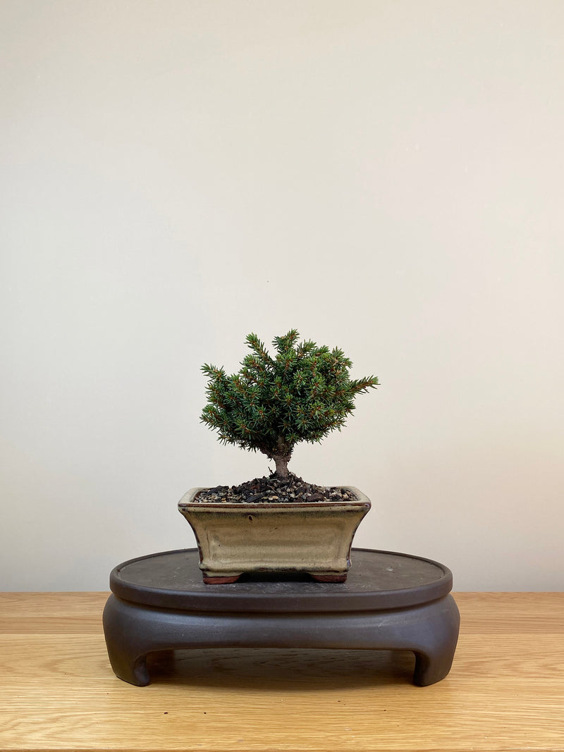 NORWAY SPRUCE (NS08006)