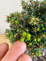 NORWAY SPRUCE (NS09001)