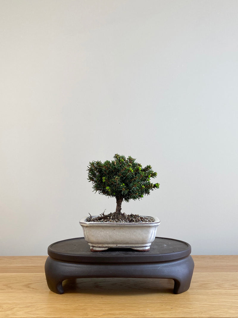 NORWAY SPRUCE (NS09001)