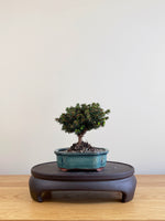 NORWAY SPRUCE (NS09002)