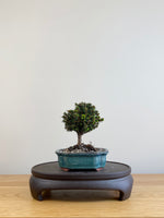 NORWAY SPRUCE (NS09003)