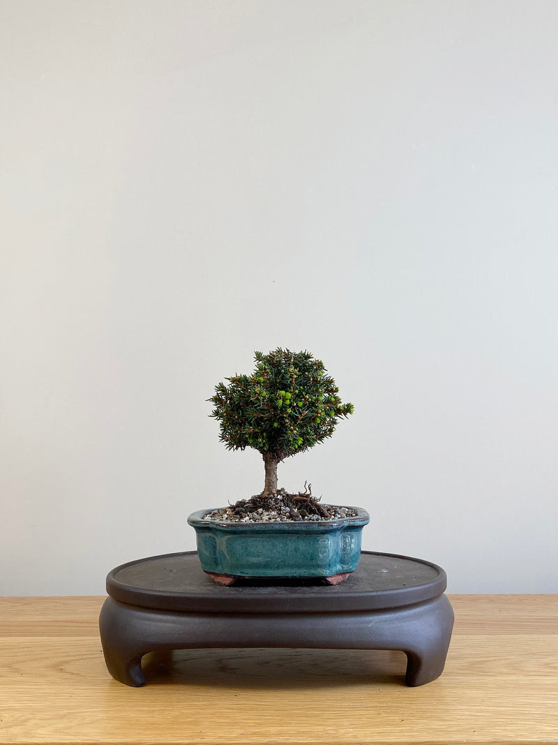 NORWAY SPRUCE (NS09003)