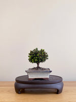 NORWAY SPRUCE (NS09004)