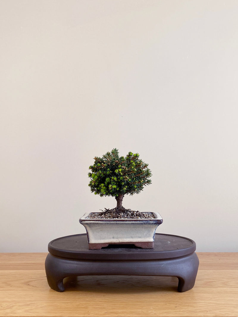 NORWAY SPRUCE (NS09004)