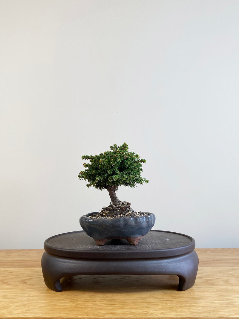 NORWAY SPRUCE (NS09005)