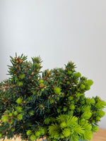 NORWAY SPRUCE (NS10002)
