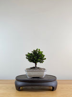 NORWAY SPRUCE (NS10001)