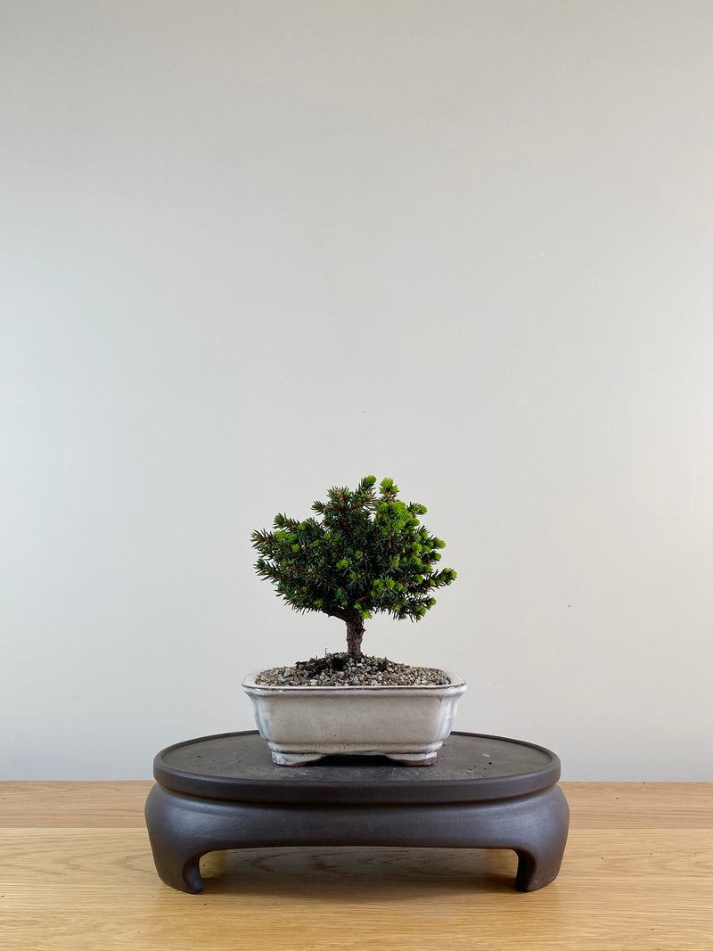 NORWAY SPRUCE (NS10001)