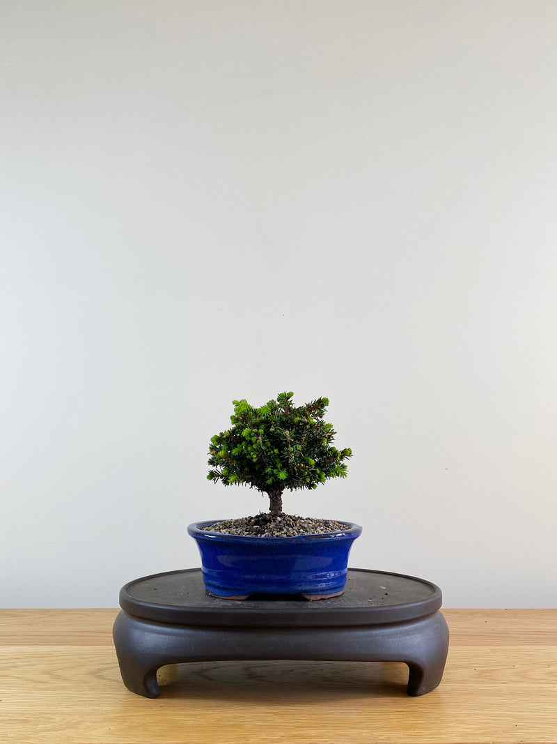 NORWAY SPRUCE (NS10002)