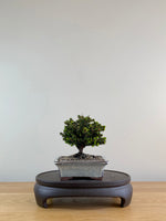 NORWAY SPRUCE (NS10003)